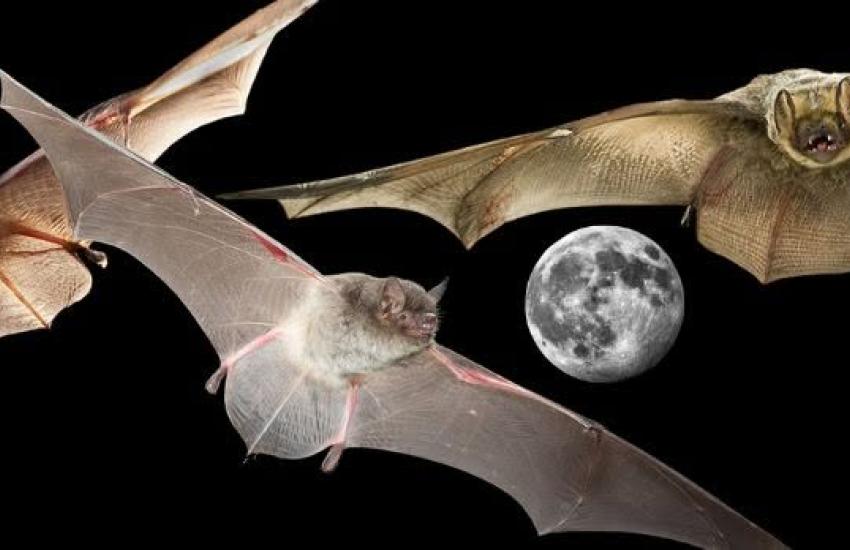 Bats of the Cache River